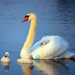 白鳥の親子