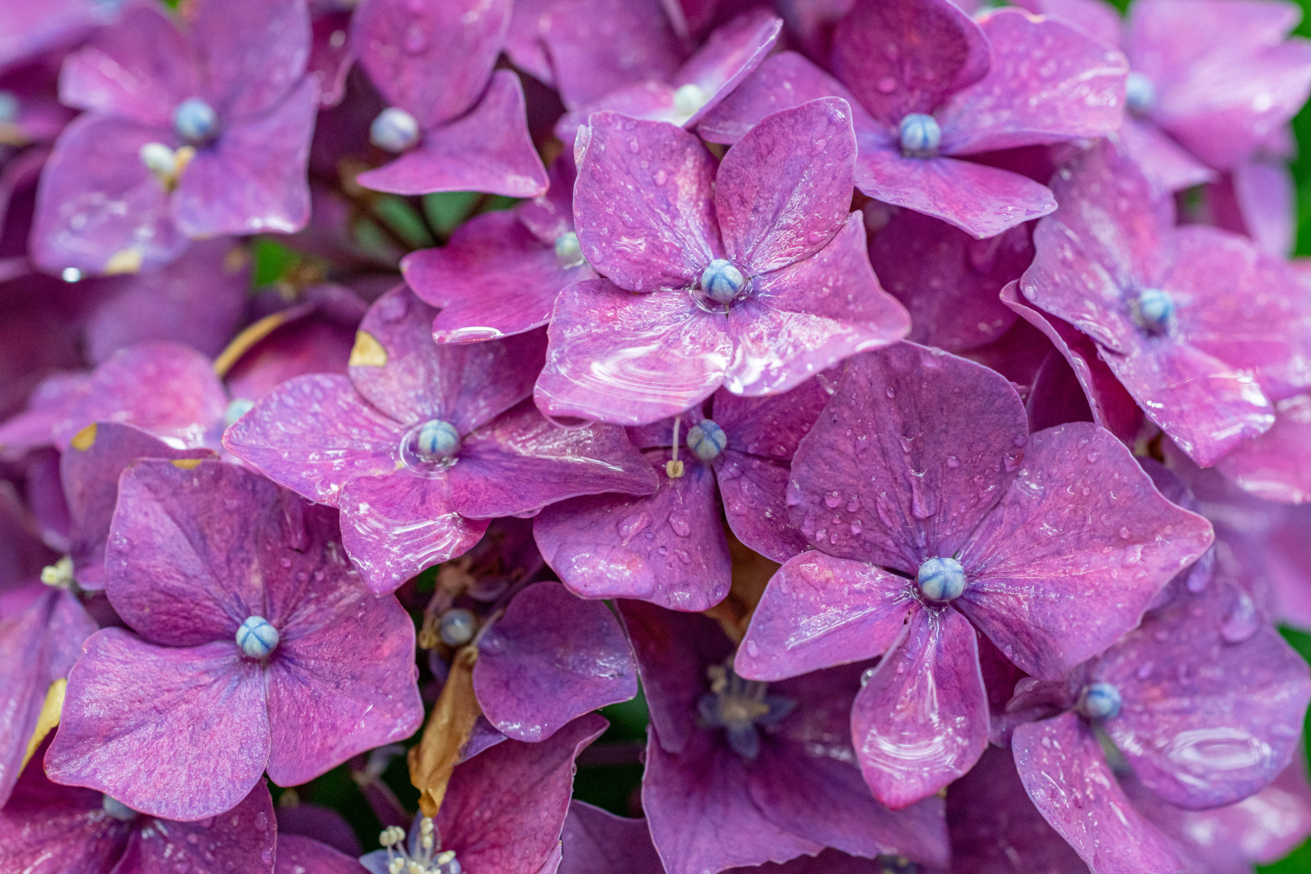 雨の日に見た紫陽花