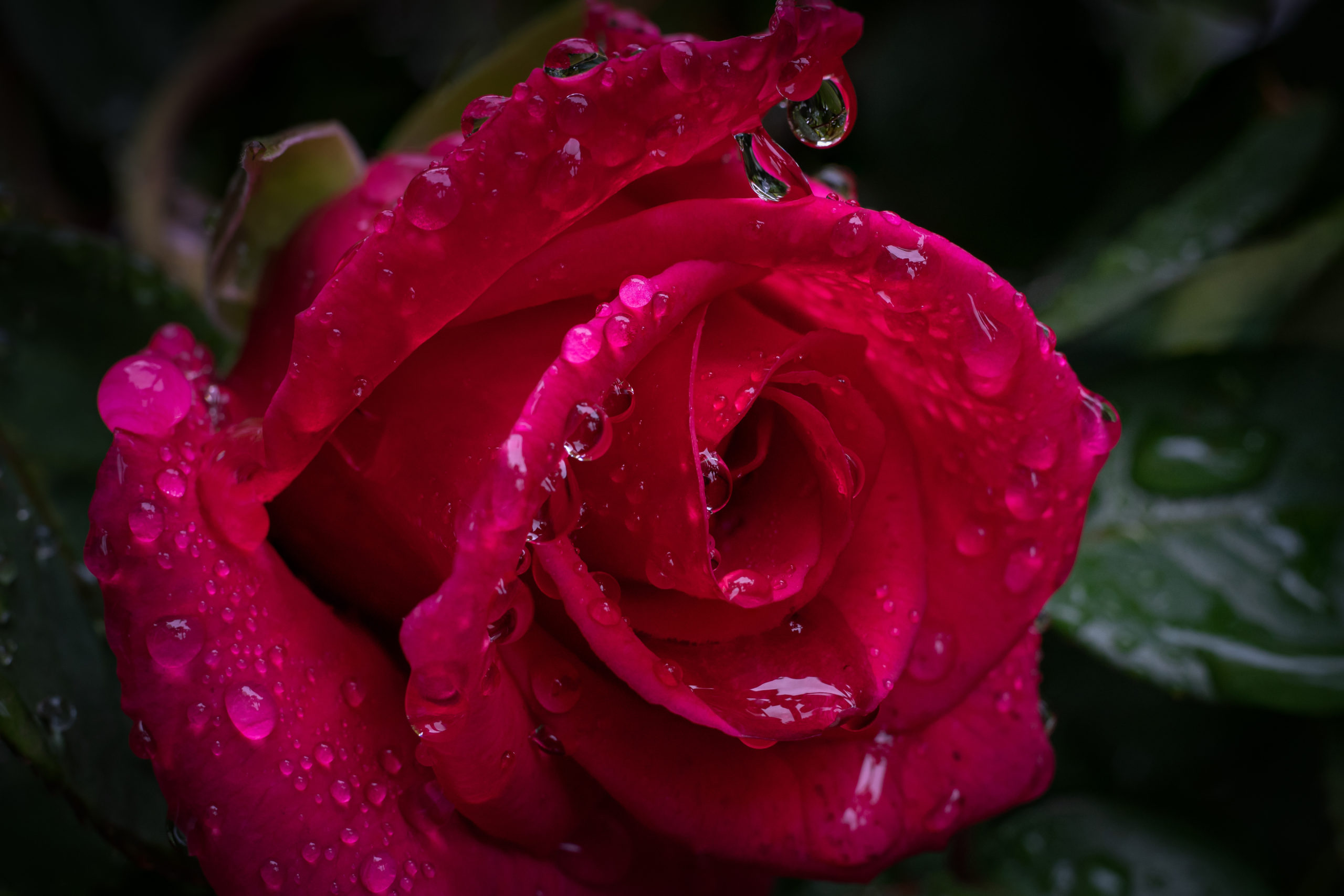 雨中の薔薇